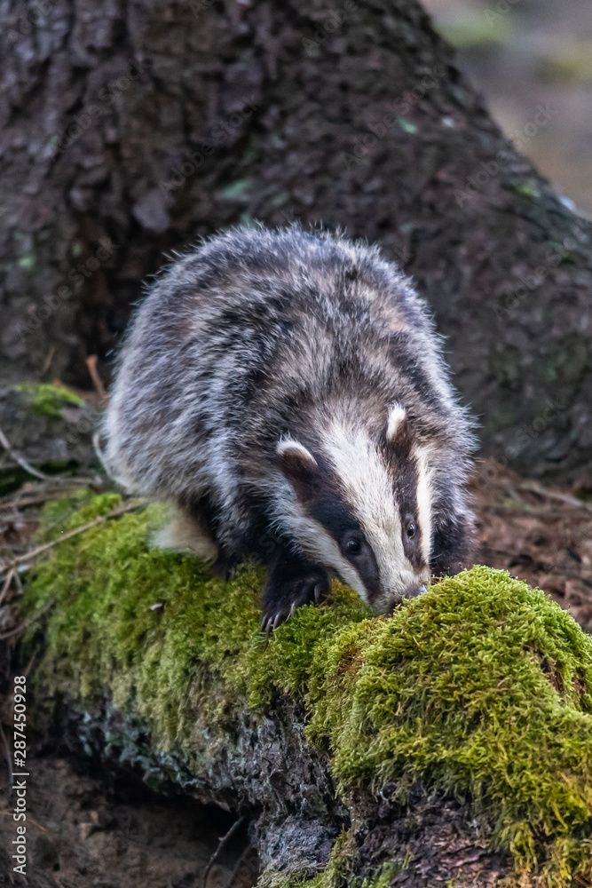 Obraz premium Badger in forest creek. European badgerforest swimming in the water, animal in the nature forest habitat, Germany, central Europe. Wildlife scene from nature. Mammal in the water. (Meles meles)