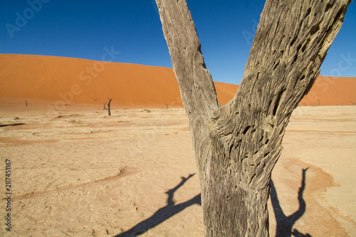 Trockene tote B  ume vor hohen roten Sandd  nen im Deadvlei in Namibia