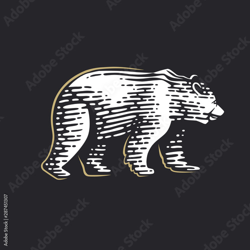 Vector illustration of the bear.