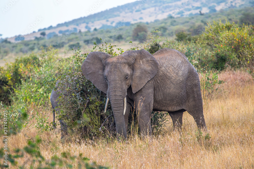 Obraz premium A pair of elephants cleaning on a branches in the Masai Mara. Kenya