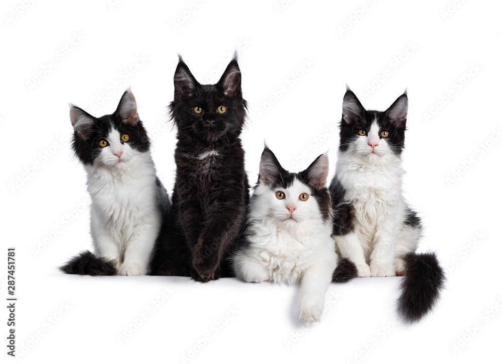 Perfect row of 4 black and white Maine Coon cat kittens, sitting / laying beside each other. All looking straight at camera with yellow / golden eyes. Isolated on white background.