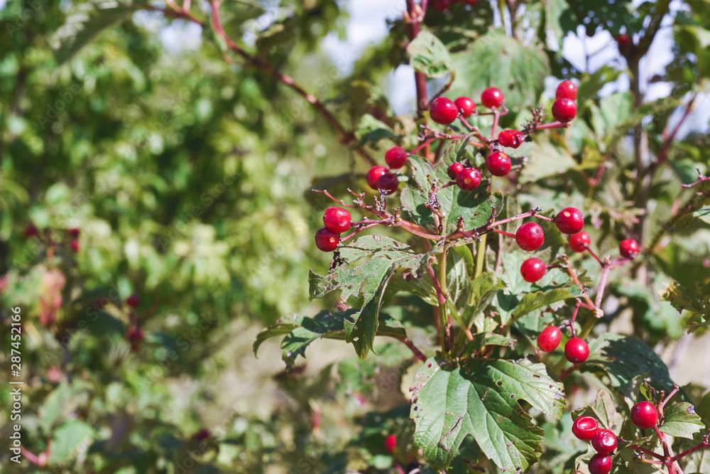 Wild red berry fruit growing outdoors in the countryside