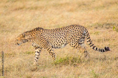 A cheetah about to run in the Masai Mara. Kenya