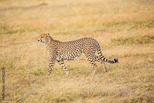 A cheetah walking in the Masai Mara. Kenya