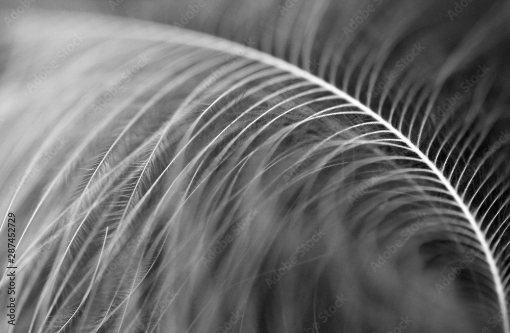 Feather