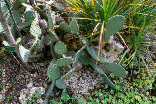 cactus opuntia microdasys violacea photo