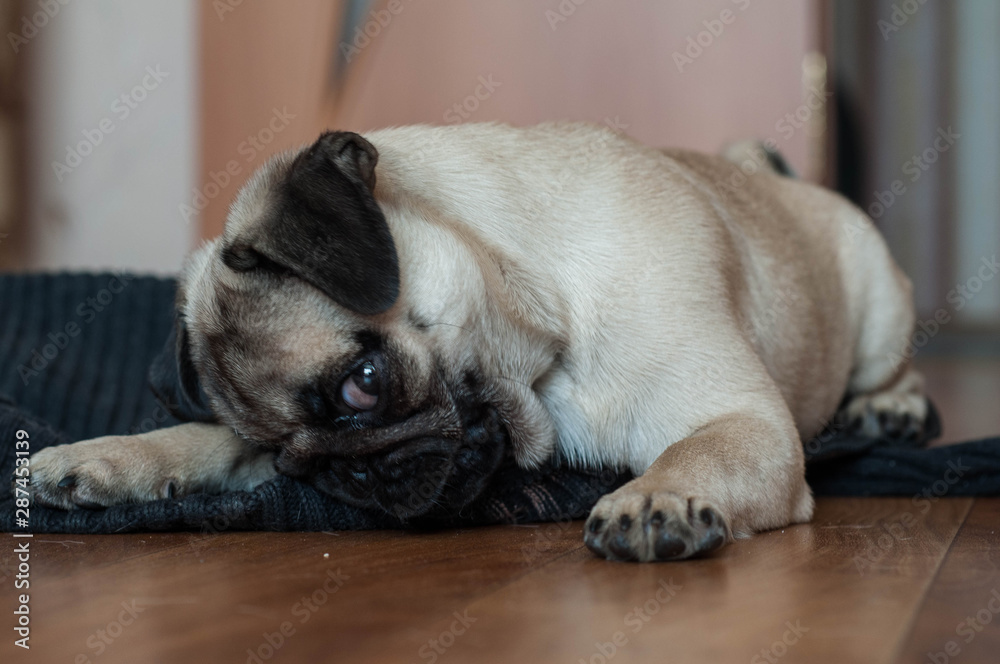 funny pug puppy playing with a blouse on the floor, close-up