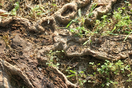 tree roots