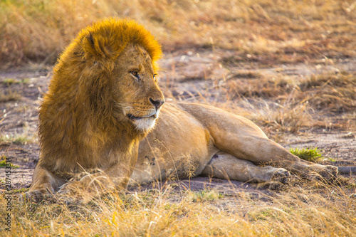 An impressive adult lion sitting on the ground in the Masai Mara. Kenya