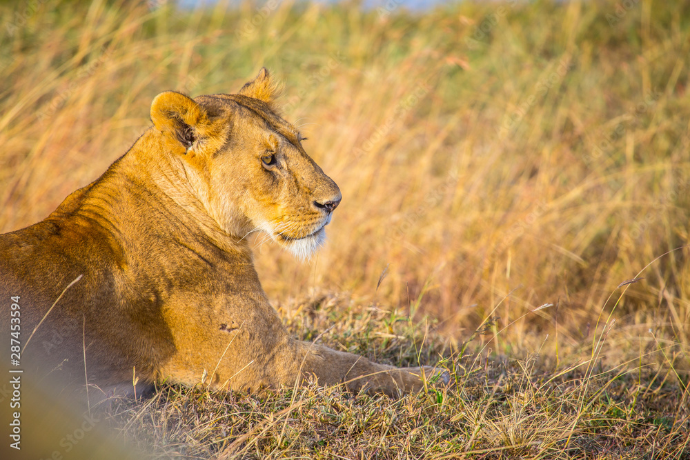 Naklejka premium A lioness looking to the right in the Masai Mara. Kenya