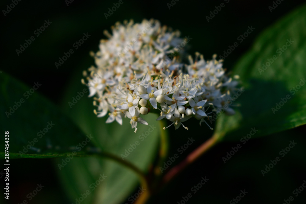 Flowers in the forest at sunset Flowers in the forest at sunset