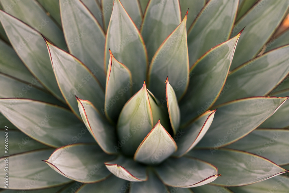 closeup of a succulent closeup of a succulent