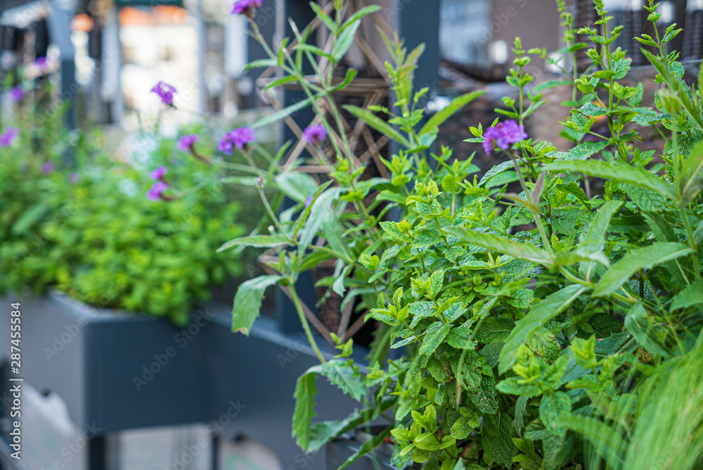 Fototapeta premium nice flowers in the containers
