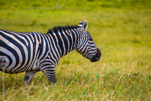 Detail of a zebra walking in Hell s Gate Park in Naivasha  Kenya