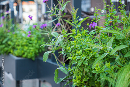 nice flowers in the containers