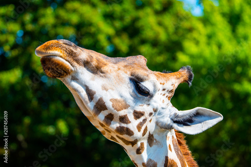 Giraffe head close-up. Deatiled view of african wildlife