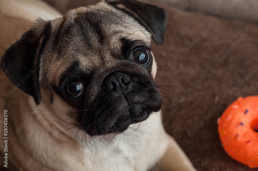 Obraz premium Puppy pug lays on the dog bed with orange toy and looks on camera, Close-up
