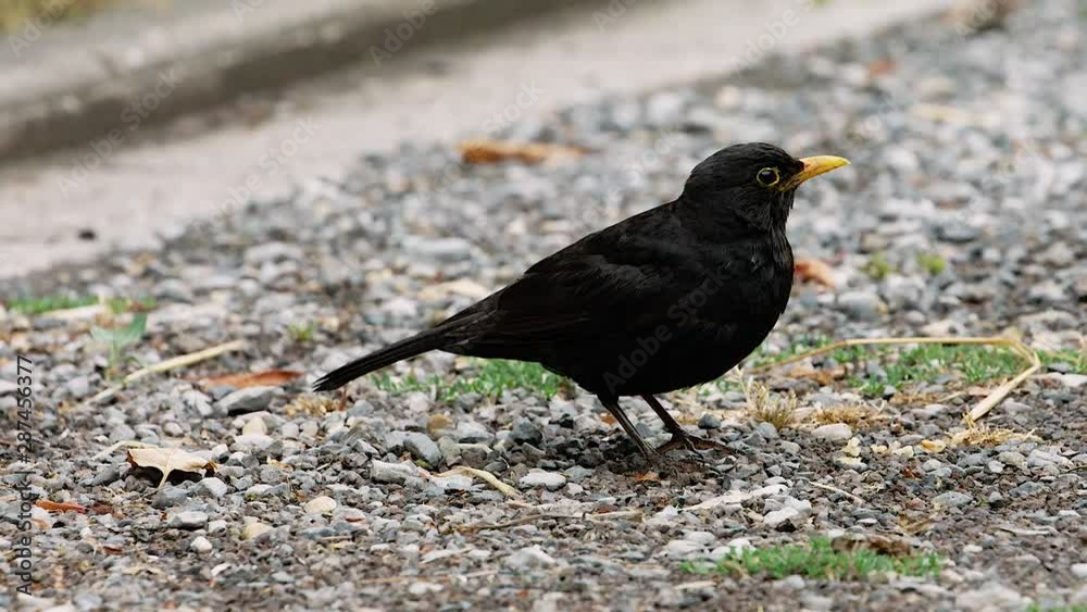 eurasian blackbird gathering food eurasian blackbird gathering food