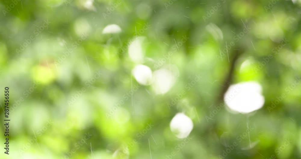 Rain in defocus park background Rain in defocus park background
