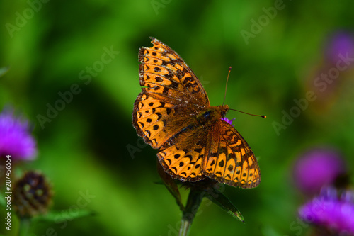 Orange butterfly on a flower © Gerhard