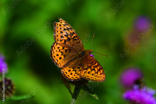 Orange butterfly on a flower