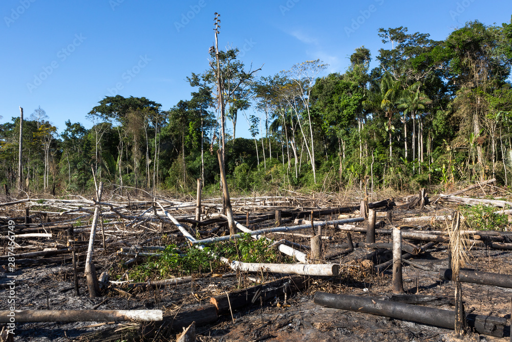 Amazon rainforest burning under smoke in sunny day in Acre, Brazil near