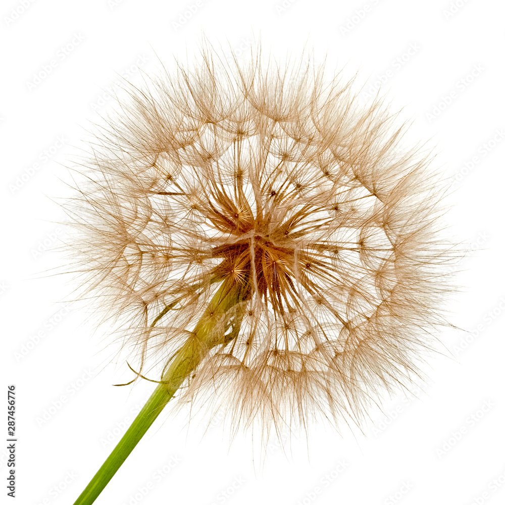 Fototapeta premium Goats beard seeds head