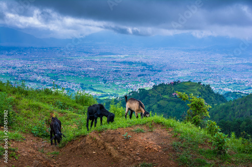 Three grazing goats on a green hilly field and background city © Kumod