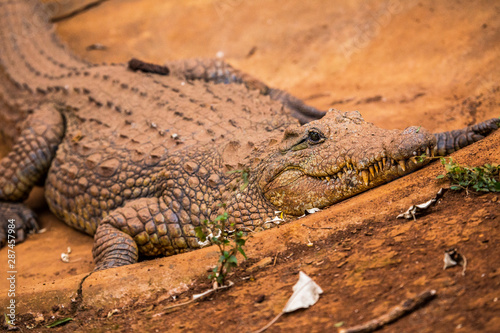 A caiman walking in the orphanage of Nairobi, Kenya