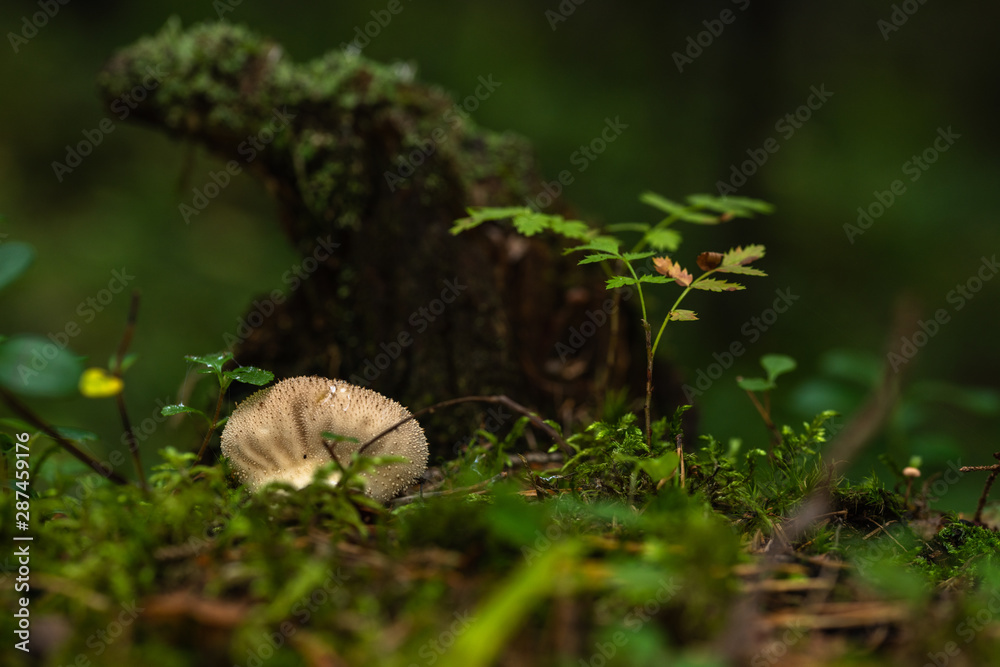 Mushroom in the green autumn forest Mushroom in the green autumn forest