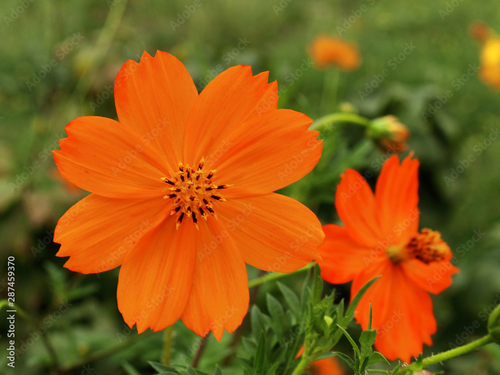 orange flower greeting card close-up blurred background orange flower greeting card close-up blurred background