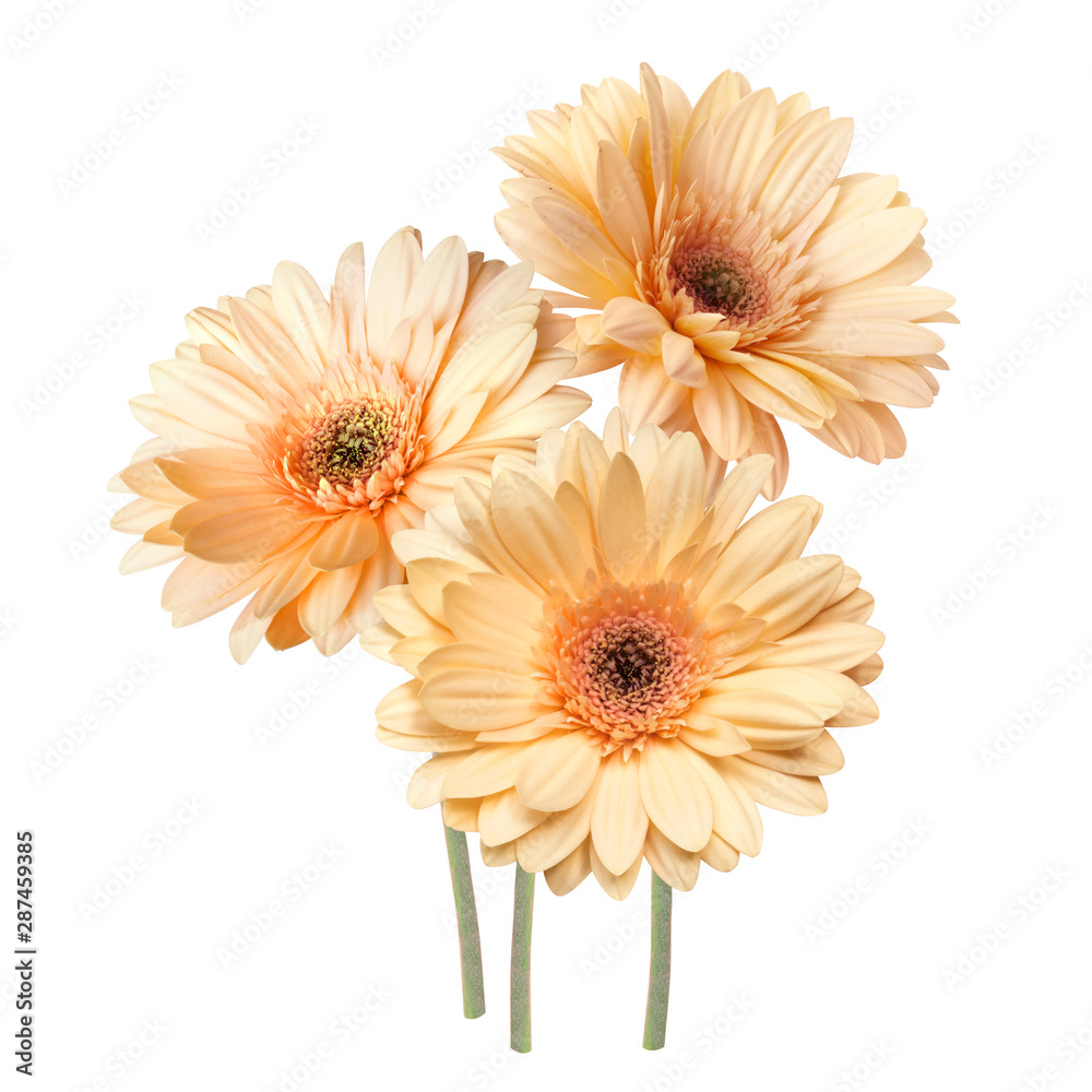 delicate bouquet of tender cream and orange gerbera flowers isolated