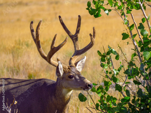 Arsenal Buck 7