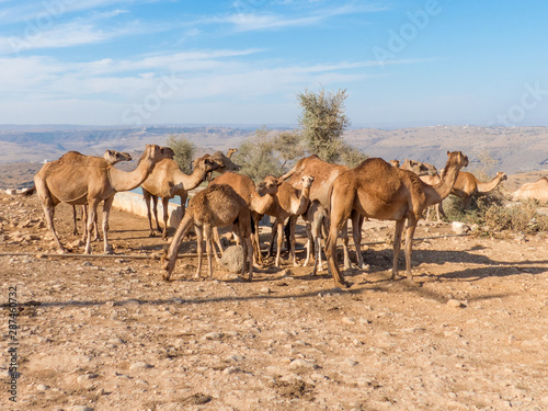 Dromedary-keepers  Camelus dromedarius  with Doromedar on a watering place in the Jabal Qara  Jebel Qara  Mountains Sultanate of Oman