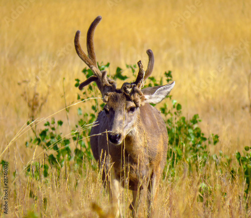 Nontypical Arsenal Buck