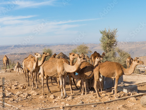Dromedary-keepers (Camelus dromedarius) with Doromedar on a watering place in the Jabal Qara (Jebel Qara) Mountains Sultanate of Oman © pixs:sell