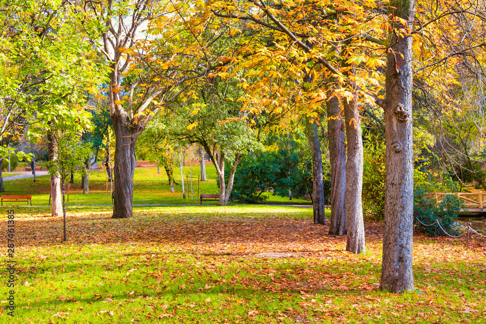 Naklejka premium Landscaped autumn park with yellow trees and green lawn covered with fallen leaves