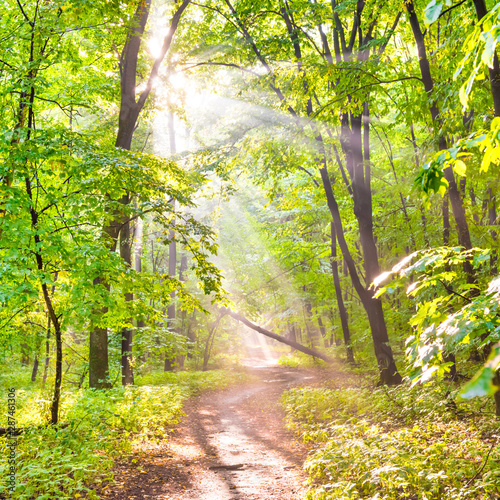 Fototapeta Naklejka Na Ścianę i Meble -  Green forest with autumn trees, footpath and sun light through leaves and fog