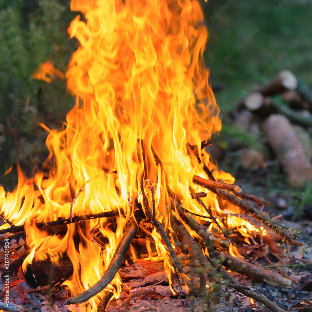 Bonfire in the forest with big fire flame Bonfire in the forest with big fire flame
