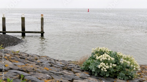 flowering sea kale growing on a dike of the Wadden sea photo