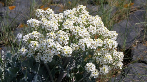 flowering sea kale growing on a dike of the Wadden sea photo