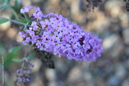 blue flowers in spring