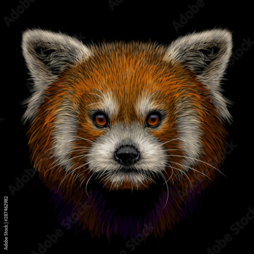 Red panda. Graphic, color, hand-drawn portrait of a Red panda on a black background.