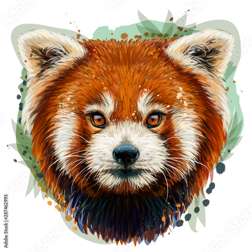 Red Panda. Graphic, color, hand-drawn portrait of a Red Panda on a white background in watercolor style.
