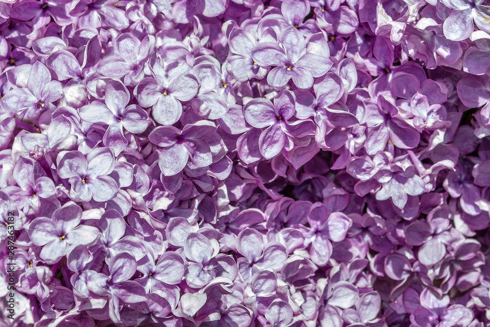 Spring blooming lilac blossom view. Lilac flowers close up. Spring lilac flowers. Lilac branch flowers
