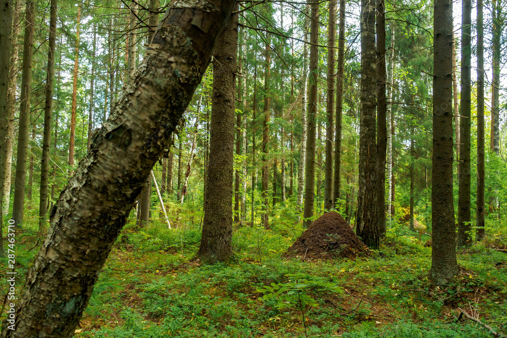 Fototapeta premium ANTHILL IN GREEN FOREST