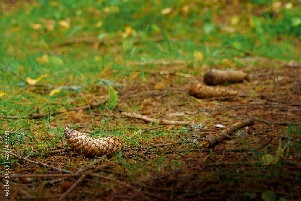 Spruce cone lies on the ground in the forest Spruce cone lies on the ground in the forest