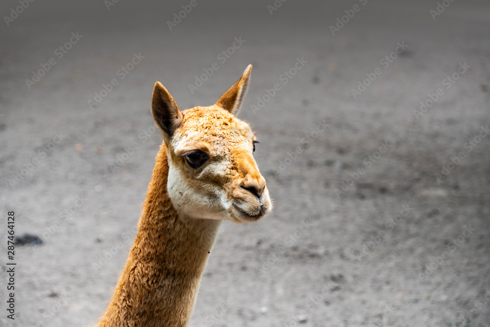 Obraz premium Vicunas, Vicugna Vicugna, relatives of the llama which live in the high alpine areas of the Andes
