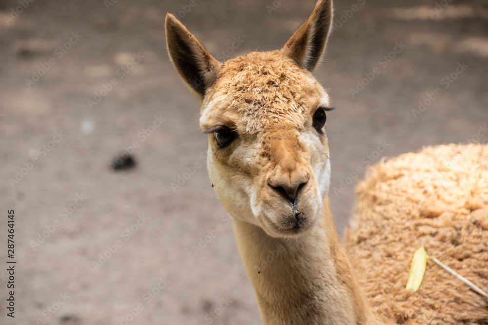 Vicunas, Vicugna Vicugna, relatives of the llama which live in the high alpine areas of the Andes