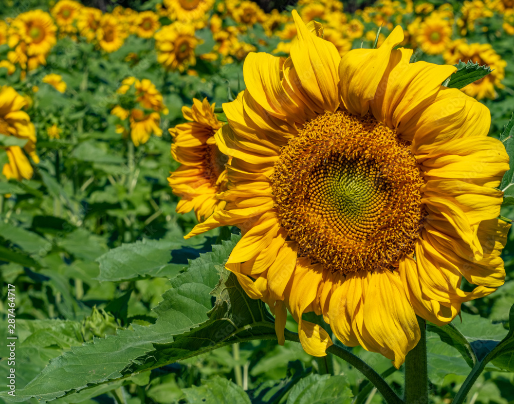 Obraz premium Sunflower 6